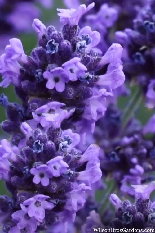 Herbers Zone 22 Herbers Zone -Herbers Zone lavendula angustifolia sweet romance lavender 9