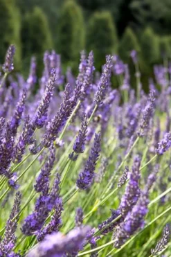Grosso Lavender - 5 Pack Of Quart Pots -Herbers Zone lavendula intermedia grosso french lavender 2
