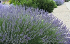 Grosso Lavender - 5 Pack Of Quart Pots -Herbers Zone lavendula intermedia grosso french lavender 4