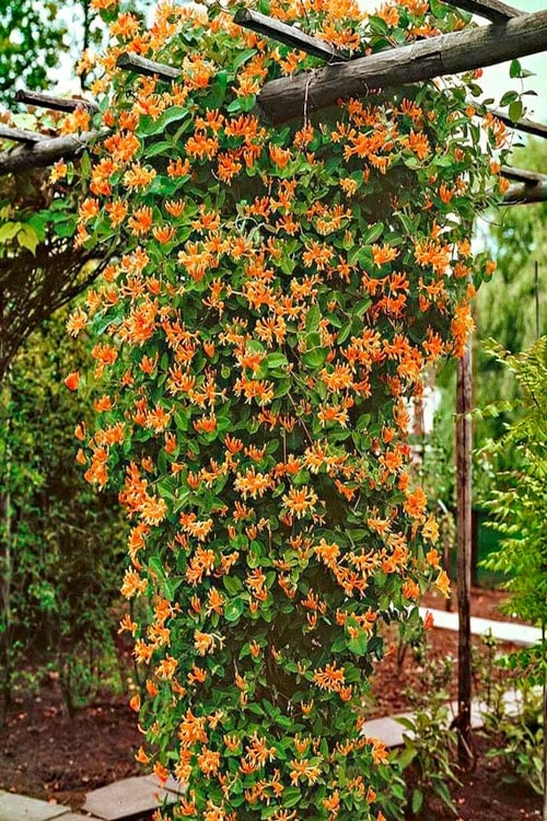 Mandarin Orange Honeysuckle Vine - 5 Gallon Pot 3 Mandarin Orange Honeysuckle Vine - 5 Gallon Pot - Image 3
