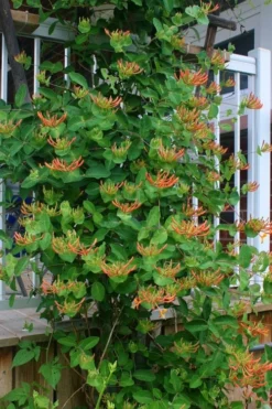 Mandarin Orange Honeysuckle Vine - 12" Pot -Herbers Zone lonicera mandarin orange honeysuckle vine 20 1