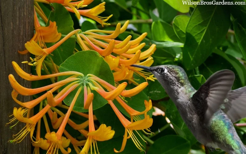 Mandarin Orange Honeysuckle Vine - 5 Gallon Pot 6 Mandarin Orange Honeysuckle Vine - 5 Gallon Pot - Image 6