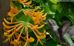 Mandarin Orange Honeysuckle Vine - 3 Gallon Pot -Herbers Zone lonicera mandarin orange honeysuckle vine 23