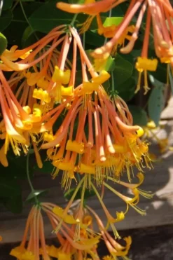 Mandarin Orange Honeysuckle Vine - 12" Pot -Herbers Zone lonicera mandarin orange honeysuckle vine 27 1