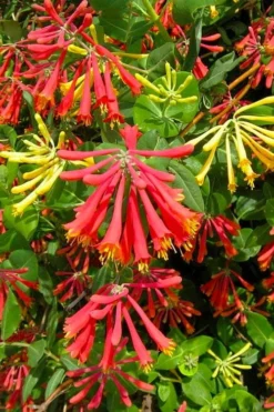 Honey Coral Red Trumpet Honeysuckle - 1 Gallon Pot -Herbers Zone lonicera sempervirens honey coral red trumpet honeysuckle 1