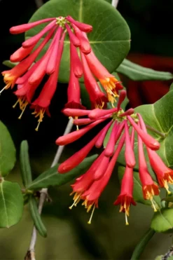 Honey Coral Red Trumpet Honeysuckle - 1 Gallon Pot -Herbers Zone lonicera sempervirens honey coral red trumpet honeysuckle 4