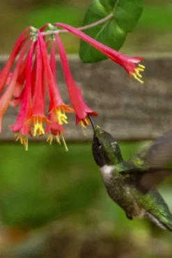 Honey Coral Red Trumpet Honeysuckle - 1 Gallon Pot -Herbers Zone lonicera sempervirens honey coral red trumpet honeysuckle 7