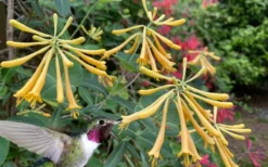 John Clayton Yellow Honeysuckle Vine - 2 Gallon Pot -Herbers Zone lonicera sempervirens john clayton yellow trumpet honeysuckle 101
