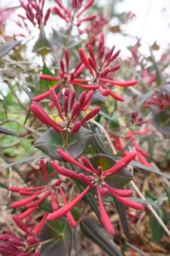 Leo Red Trumpet Honeysuckle - 3 Gallon Pot -Herbers Zone lonicera sempervirens leo red trumpet honeysuckle vine 1