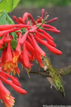 Leo Red Trumpet Honeysuckle - 3 Gallon Pot