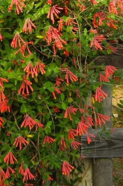 Leo Red Trumpet Honeysuckle - 3 Gallon Pot -Herbers Zone lonicera sempervirens leo red trumpet honeysuckle vine 4
