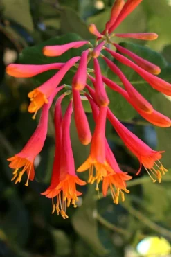 Leo Red Trumpet Honeysuckle - 3 Gallon Pot -Herbers Zone lonicera sempervirens leo red trumpet honeysuckle vine 5