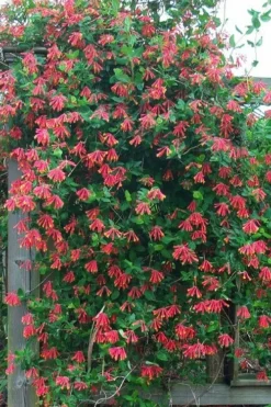 Leo Red Trumpet Honeysuckle - 3 Gallon Pot -Herbers Zone lonicera sempervirens leo red trumpet honeysuckle vine 6