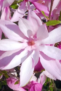 Betty Magnolia Tulip Tree - 1 Gallon Pot -Herbers Zone magnolia betty 20