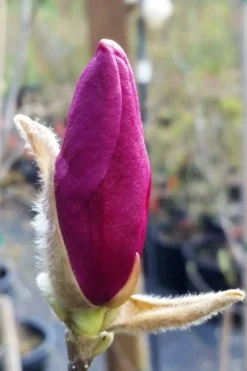 Betty Magnolia Tulip Tree - 3 Gallon Pot -Herbers Zone magnolia betty 21 1