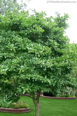 Centennial Star Magnolia - 1 Gallon Pot 12 Centennial Star Magnolia - 1 Gallon Pot -Herbers Zone magnolia stellata 1 5