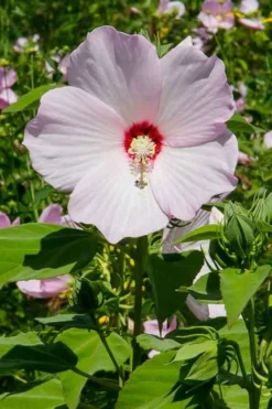 Rose Mallow Hardy Hibiscus (Hibiscus Moscheutos) - 1 Gallon Pot -Herbers Zone mallow rose 500x750 1