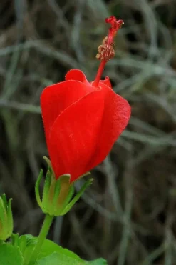 Turk's Cap Mallow - Malvaviscus Drummondii - 1 Gallon Pot 20 Turk's Cap Mallow - Malvaviscus Drummondii - 1 Gallon Pot -Herbers Zone malvaviscus drummondi turks cap 100