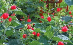Turk's Cap Mallow - Malvaviscus Drummondii - 1 Gallon Pot 19 Turk's Cap Mallow - Malvaviscus Drummondii - 1 Gallon Pot -Herbers Zone malvaviscus drummondi turks cap 105