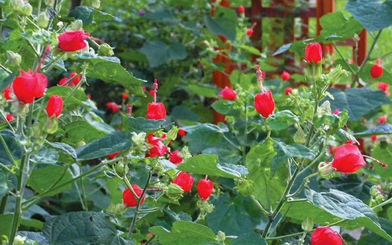 Turk's Cap Mallow - Malvaviscus Drummondii - 1 Gallon Pot 9 Turk's Cap Mallow - Malvaviscus Drummondii - 1 Gallon Pot - Image 9