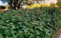 Turk's Cap Mallow - Malvaviscus Drummondii - 1 Gallon Pot 18 Turk's Cap Mallow - Malvaviscus Drummondii - 1 Gallon Pot -Herbers Zone malvaviscus drummondi turks cap 108