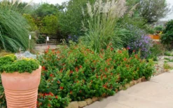 Turk's Cap Mallow (Malvaviscus Drummondii) - 5 Pack Of Quart Pots 16 Turk's Cap Mallow (Malvaviscus Drummondii) - 5 Pack Of Quart Pots -Herbers Zone malvaviscus drummondi turks cap 111 1