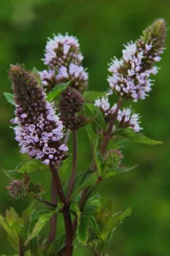 Chocolate Mint Plant - 4 Pack Of Quart Pots -Herbers Zone mentha piperita chocolate mint 3
