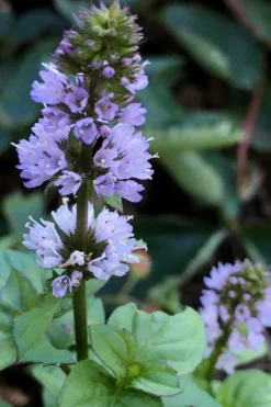 Orange Mint Plant - 4 Pack Of Quart Pots -Herbers Zone mentha piperita citrata orange mint 5
