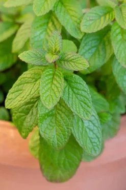 The Best Spearmint (Mentha Spicata 'Mint The Best)) - 6 Pack Of Pint Pots -Herbers Zone mentha spicata mint the best spearmint 1