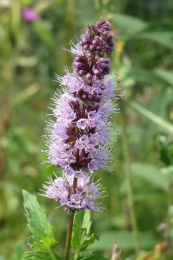 The Best Spearmint (Mentha Spicata 'Mint The Best)) - 6 Pack Of Pint Pots -Herbers Zone mentha spicata mint the best spearmint 4