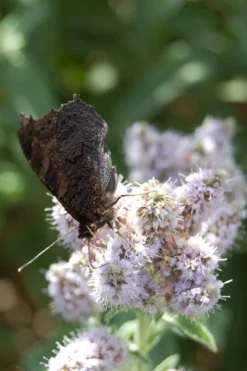 Mojito Mint Plant - 6 Pack Of Pint Pots -Herbers Zone mentha x villosa mojito mint 4