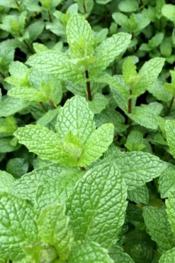 Mojito Mint Plant - 6 Pack Of Pint Pots -Herbers Zone mentha x villosa mojito mint 6