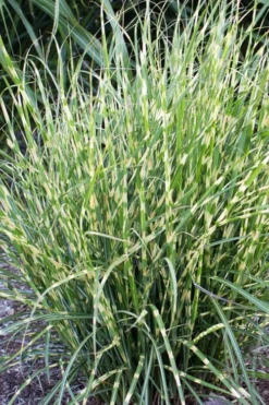 Bandwidth Dwarf Zebra Grass - 6 Pack Of 1 Gallon Pots