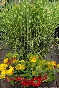 Bandwidth Dwarf Zebra Grass - 6 Pack Of 1 Gallon Pots -Herbers Zone miscanthus sinensis bandwidth zebra grass 5