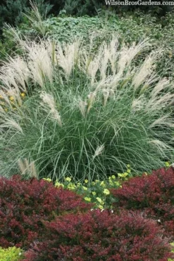 Little Kitten Dwarf Maiden Grass - Miscanthus Sinensis - 3 Gallon Pot
