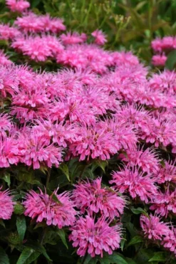 Bubblegum Blast Bee Balm (Monarda) - 1 Gallon Pot