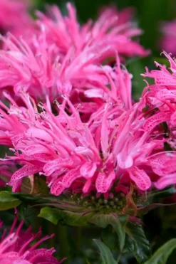Bubblegum Blast Bee Balm (Monarda) - 1 Gallon Pot -Herbers Zone monarda bubblegum blast pink bee balm 2