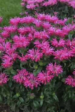 Electric Neon Pink Bee Balm (Monarda) - 1 Gallon Pot -Herbers Zone monarda electric neon pink bee balm 1