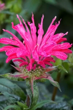 Electric Neon Pink Bee Balm (Monarda) - 1 Gallon Pot -Herbers Zone monarda electric neon pink bee balm 6