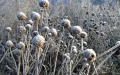 Wild Bergamot Bee Balm (Monarda Fistulosa) - 1 Gallon Pot -Herbers Zone monarda fistulosa wild bergamont bee balm 15
