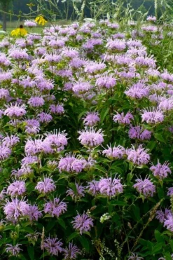 Wild Bergamot Bee Balm (Monarda Fistulosa) - 5 Pack Of Quart Pots -Herbers Zone monarda fistulosa wild bergamont bee balm 16 2
