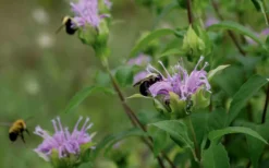 Wild Bergamot Bee Balm (Monarda Fistulosa) - 1 Gallon Pot -Herbers Zone monarda fistulosa wild bergamont bee balm 17