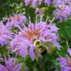 Wild Bergamot Bee Balm (Monarda Fistulosa) - 5 Pack Of Quart Pots