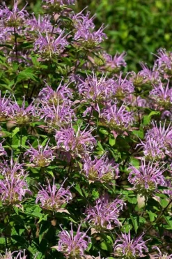Wild Bergamot Bee Balm (Monarda Fistulosa) - 5 Pack Of Quart Pots -Herbers Zone monarda fistulosa wild bergamont bee balm 5 2
