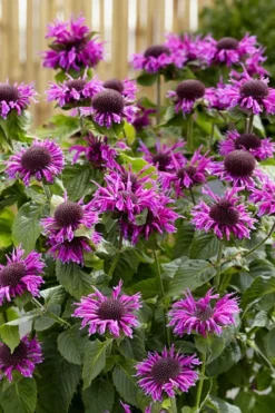 Bee-You Bee Free Bee Balm (Monarda) - 1 Gallon Pot -Herbers Zone monarda hybrid bee free bee balm 1