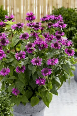 Bee-You Bee Free Bee Balm (Monarda) - 1 Gallon Pot -Herbers Zone monarda hybrid bee free bee balm 3