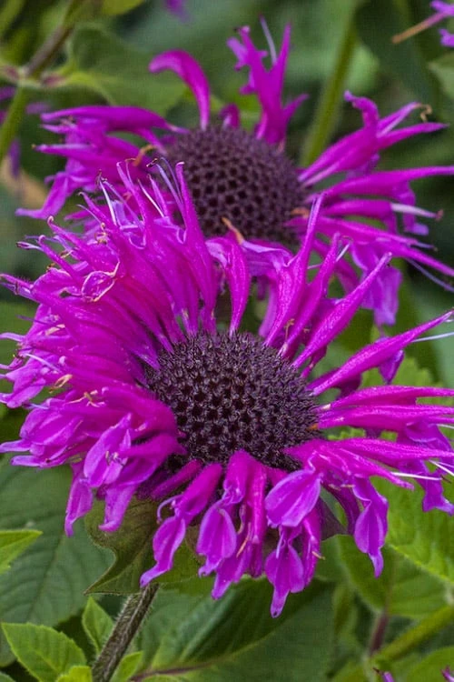 Herbers Zone 21 Herbers Zone -Herbers Zone monarda hybrid bee free bee balm 8