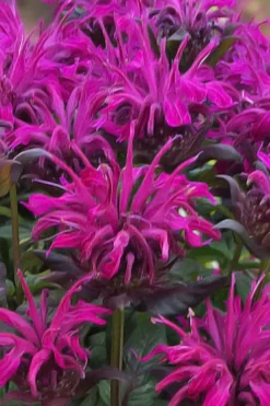 Rockin' Raspberry Bee Balm (Monarda) - 1 Gallon Pot 9 Rockin' Raspberry Bee Balm (Monarda) - 1 Gallon Pot -Herbers Zone monarda sugar buzz rockin raspberry bee balm 20