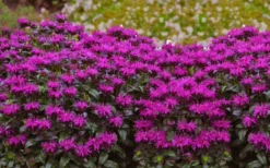 Rockin' Raspberry Bee Balm (Monarda) - 1 Gallon Pot 8 Rockin' Raspberry Bee Balm (Monarda) - 1 Gallon Pot -Herbers Zone monarda sugar buzz rockin raspberry bee balm 21