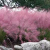 Pink Muhly Grass (Cotton Candy Grass) - 5 Pack Of Quart Pots